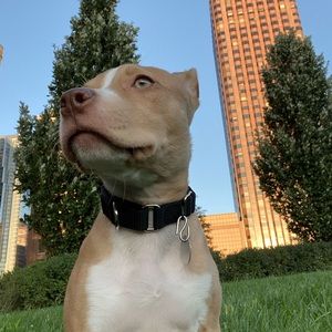 Meet your Posher, Anqi